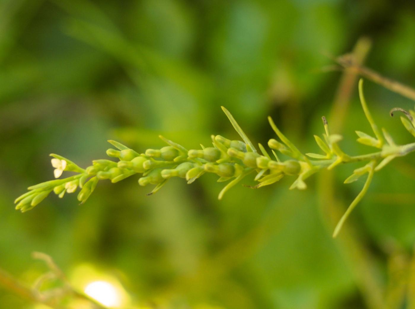 Alpine Bastard Toadflax fruit